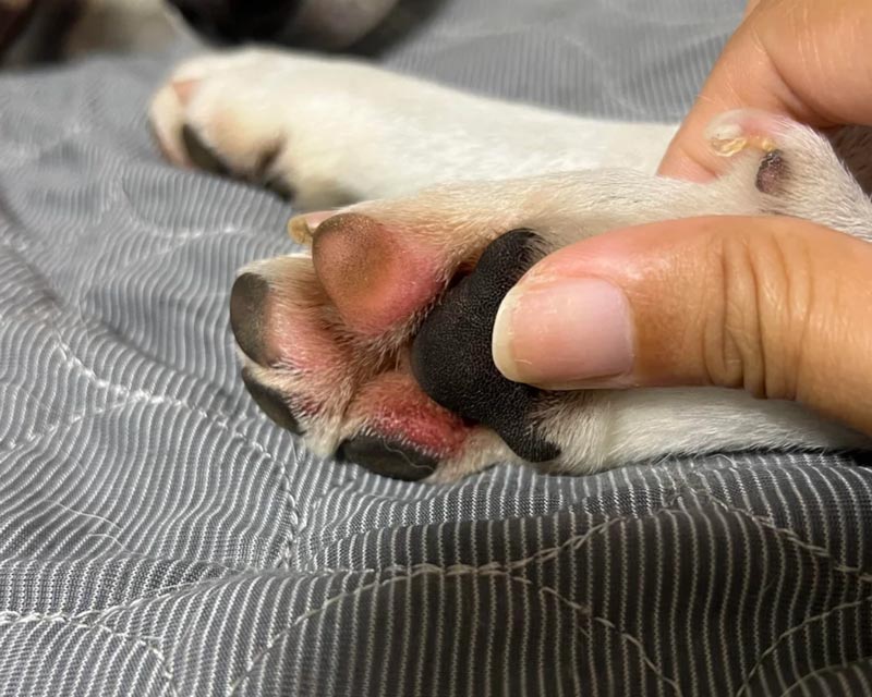 A close-up of a dog's paw with redness, irritation, and possible hot spot. The paw is being held by a person's hand, resting on a gray striped quilted blanket.