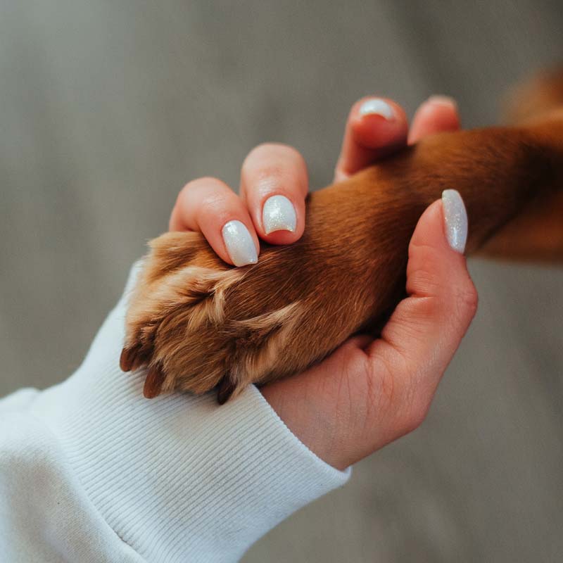Brown dog paw held in woman's hand with white fingernails