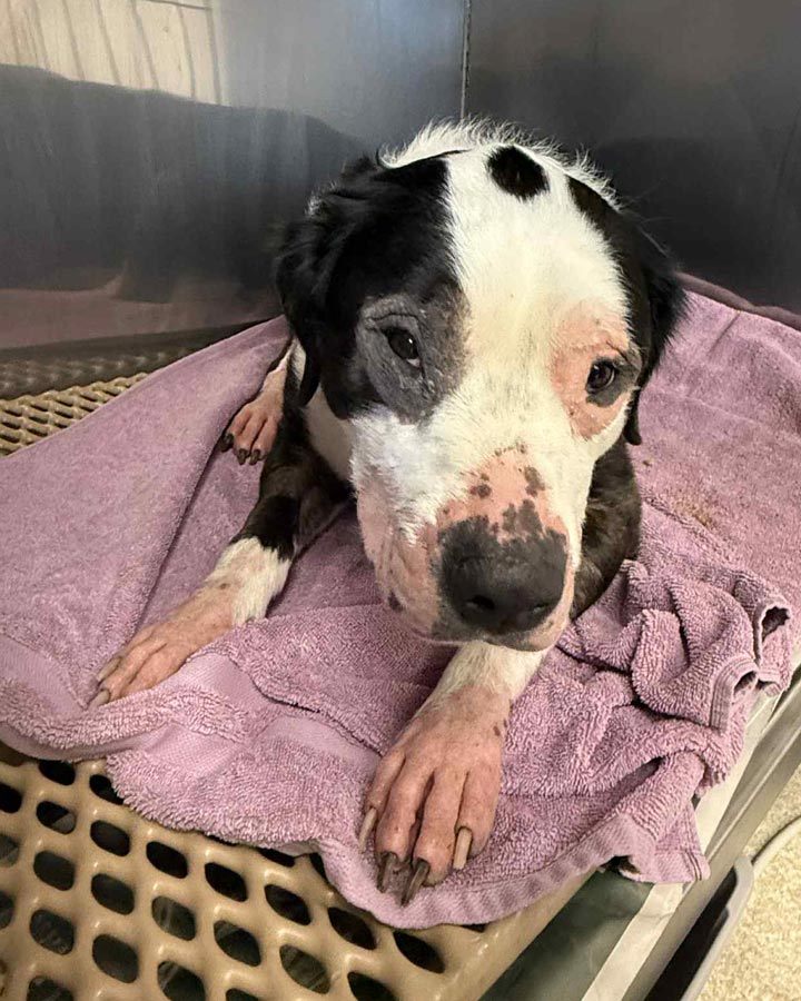Black and white dog lies in veterinary kennel with severe atopic dermatitis, fur loss, and leathery skin around eyes, snout, and feet