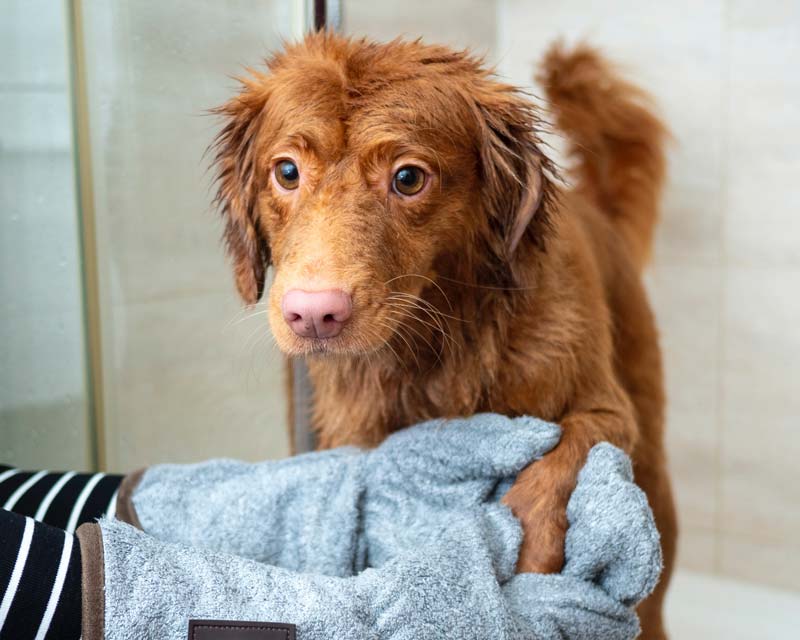 Brown Duck Tolling Retriever gets paws dried off after a bath