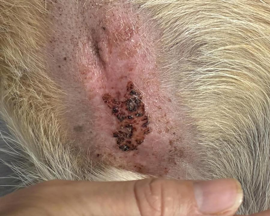 Closeup of hot spot with black scabbing on a male dog's belly near genitals