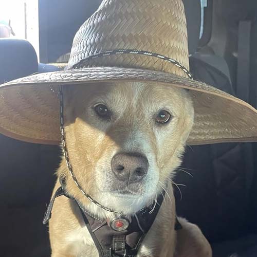 Dog wearing a straw hat inside a vehicle