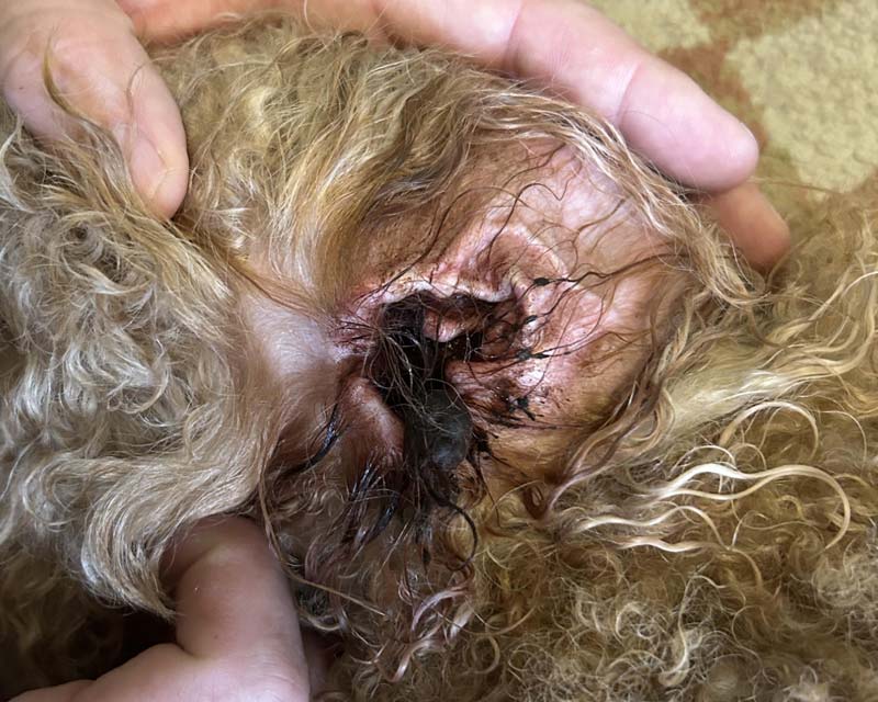 A close-up of a Golden Doodle's ear being held open by hands, showing infection with black discharge on the inside of the ear.