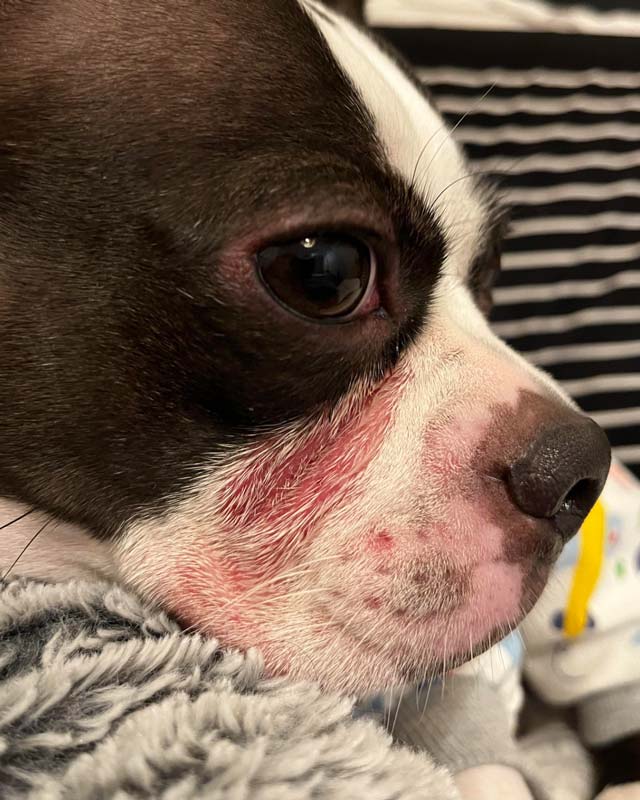 A close-up of red, irritated skin within the tear fold and on the muzzle of a Boston Terrier dog's face.