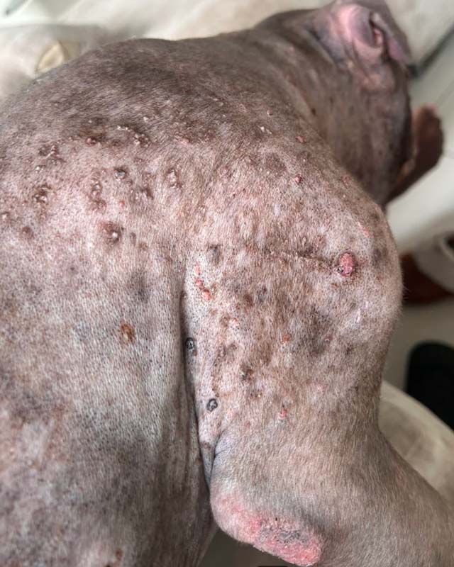 Close-up of a French bulldog's back and shoulder showing widespread alopecia, severe skin irritation, and numerous small reddish-brown scabs and lesions due to a systemic bacterial infection.