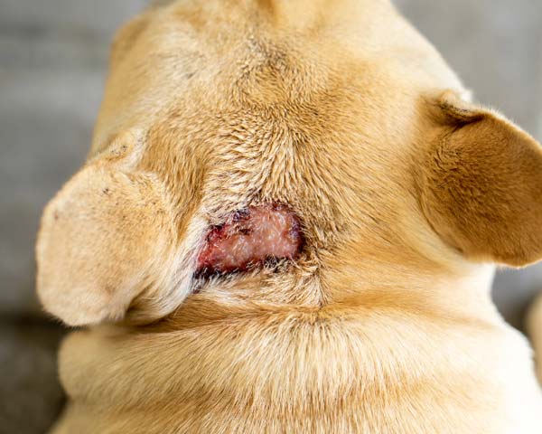 Hotspot with fur loss on back of head of blonde French bulldog