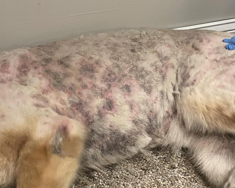 A close-up of a German Shepherd with pyoderma and systemic infection lying on a carpeted floor, with its fur shaved to reveal pink lesions, dark scabs, and scaly skin. A blue gloved hand is visible at the top right.