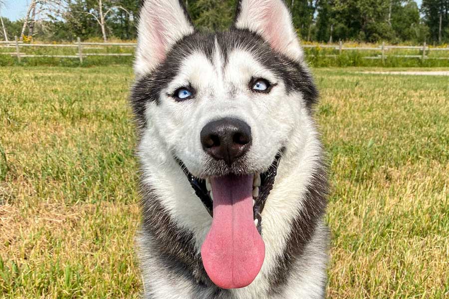 A close-up portrait of a Siberian husky dog with blue eyes and its tongue out, standing in a grassy field.