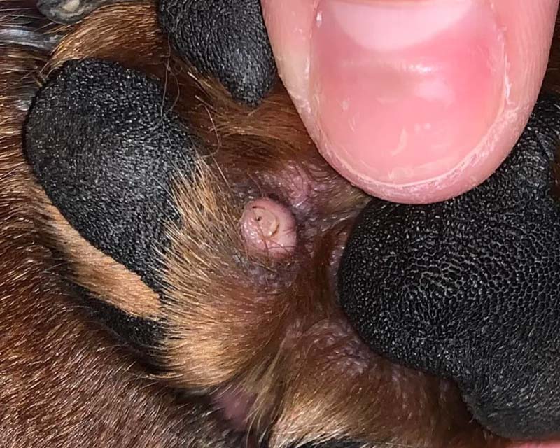 Close-up of a dog's paw with a pink histiocytoma between the paw pads, held open by a human hand.