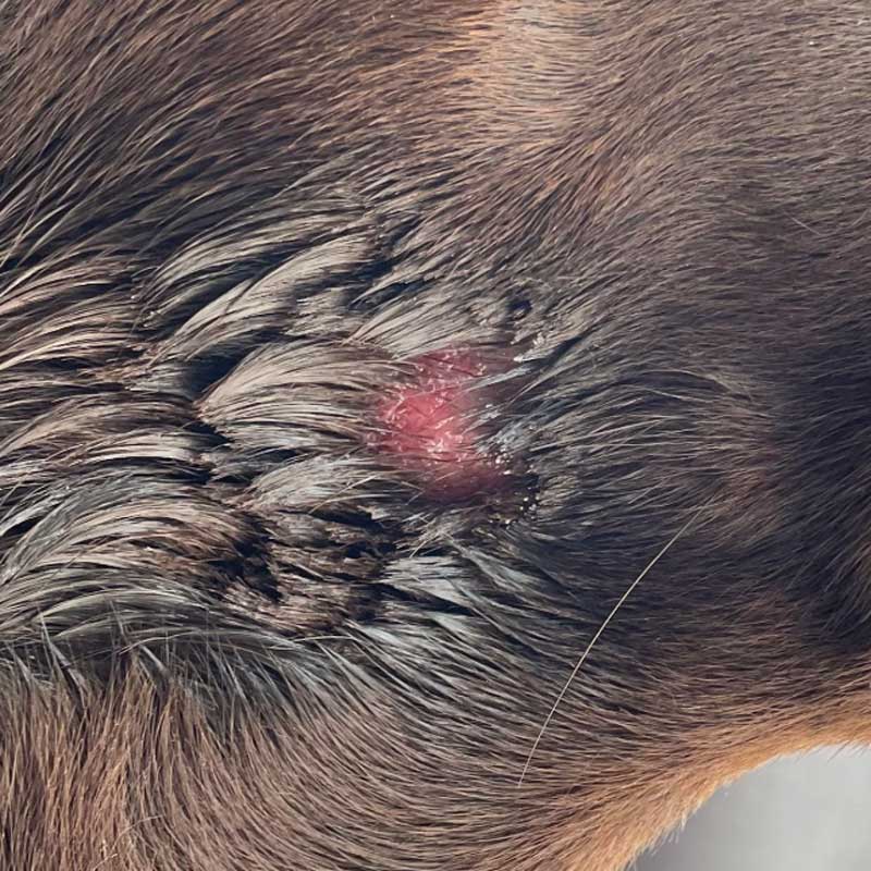 Hot spot on neck of Chocolate Labrador Retriever, with wet, matted fur