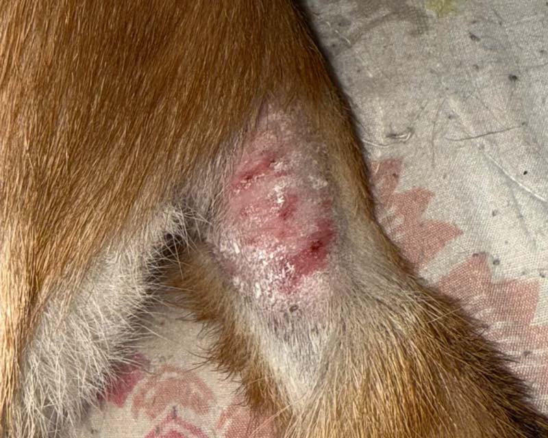 A close-up of a hot spot on a Shiba Inu's tail near the base, with missing fur, shiny pink skin, and red lesions.