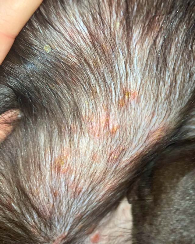 Close-up of impetigo, or puppy pyoderma, on a young Labrador Retriever's chest; there are red lesions and bumps with pus and small yellow crusts visible on the skin.