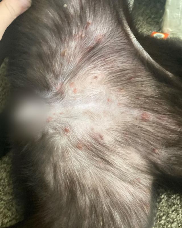 Close-up of a impetigo, or puppy pyoderma, on the belly and inner hips of a young Labrador Retriever, exhibiting red pimples, pustules, and scabs across the area. A blur was added over the dog's genitals.