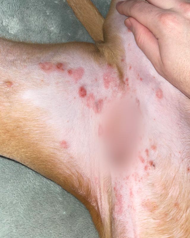Close-up of a young Staffordshire Bull Terrier's belly and hips, showing impetigo, or puppy pyoderma, with red lesions, welts, and pimples visible. A blur has been placed over the dog's genitals.
