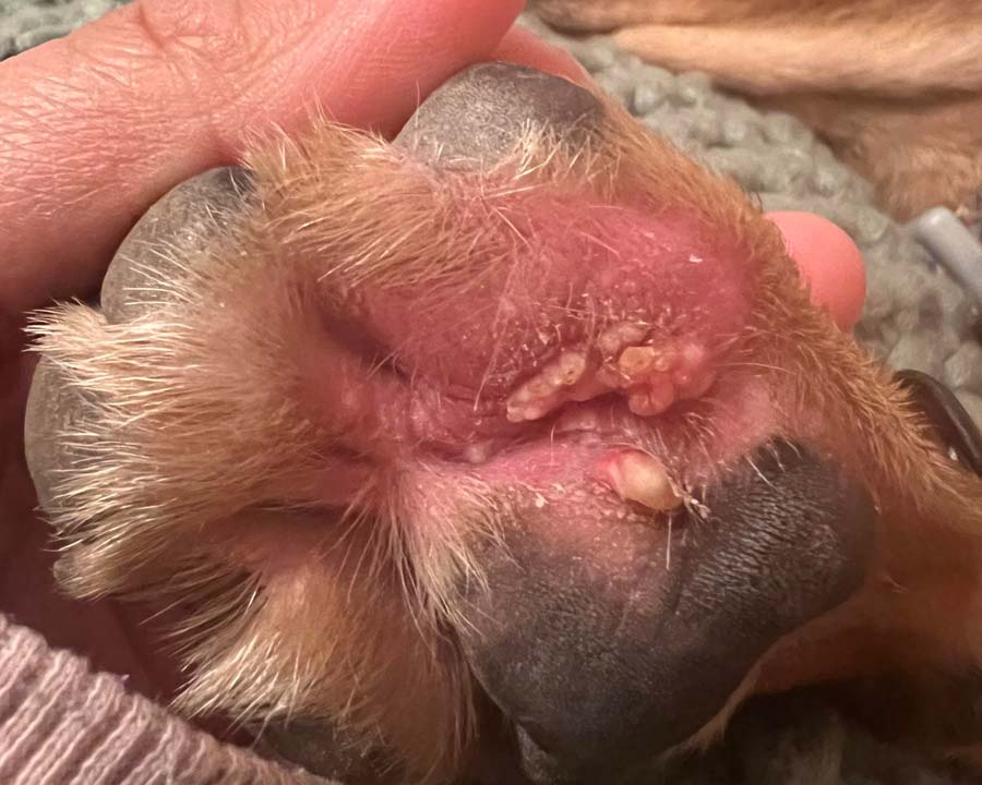 Red, inflamed dog paw with yellow purulent material between pads, likely due to bacterial or yeast infection