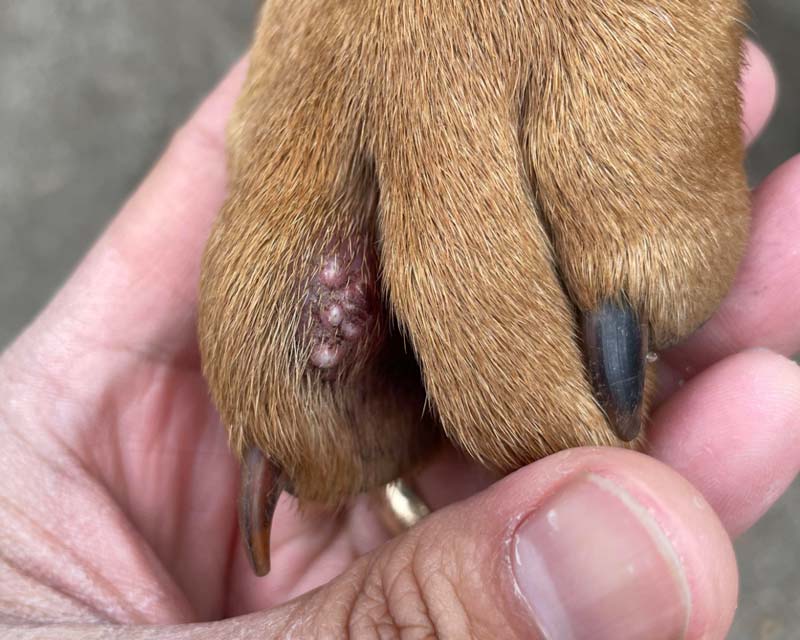 Interdigital bumps or possible follicular cysts between toes of a dog's paw