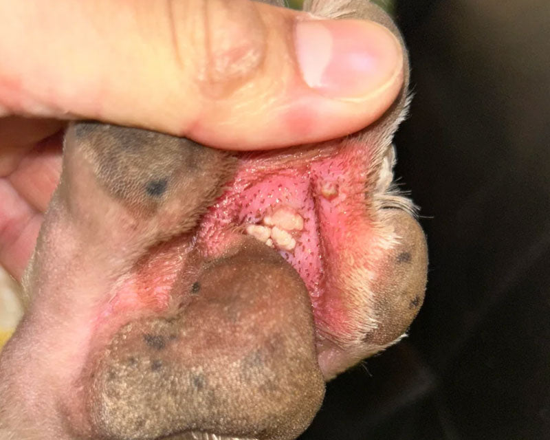 A close-up of a dog's paw being held open by a hand, showing hardened, tooth-like, yellowish cysts between the pads.