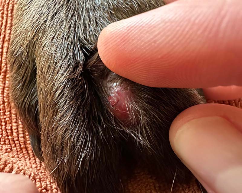A close-up of a dog's dark brown fur with a hand gently holding fur apart to show a red interdigital follicular cyst between the dog's middle toes.