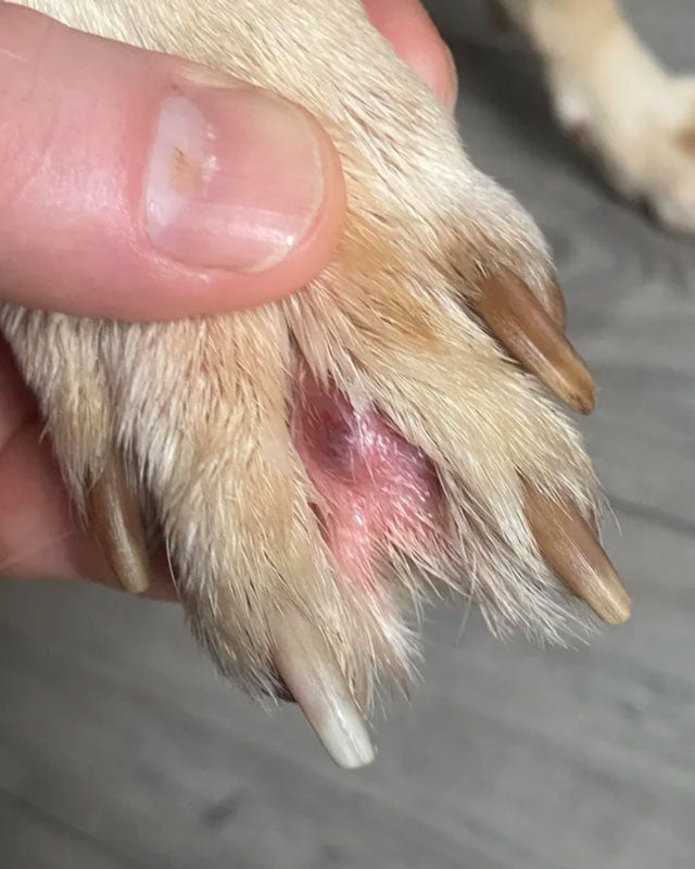 A close-up of a yellow Labrador Retriever's paw being held by a human hand, showing a pink, interdigital cyst between the middle toes.