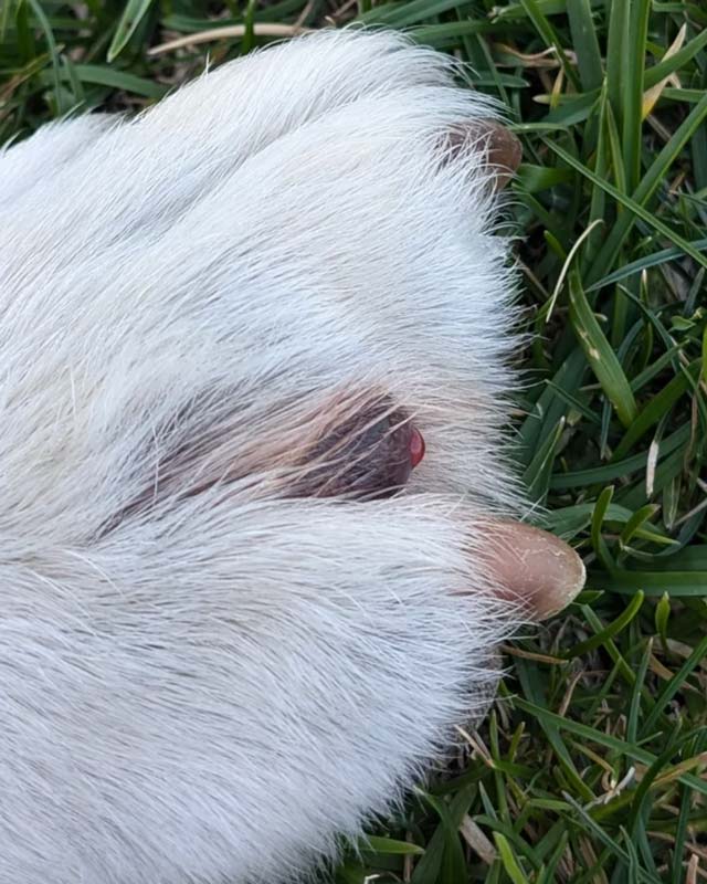 A close-up of a white dog's paw resting on green grass, showing a dark interdigital cyst with a small amount of red discharge.