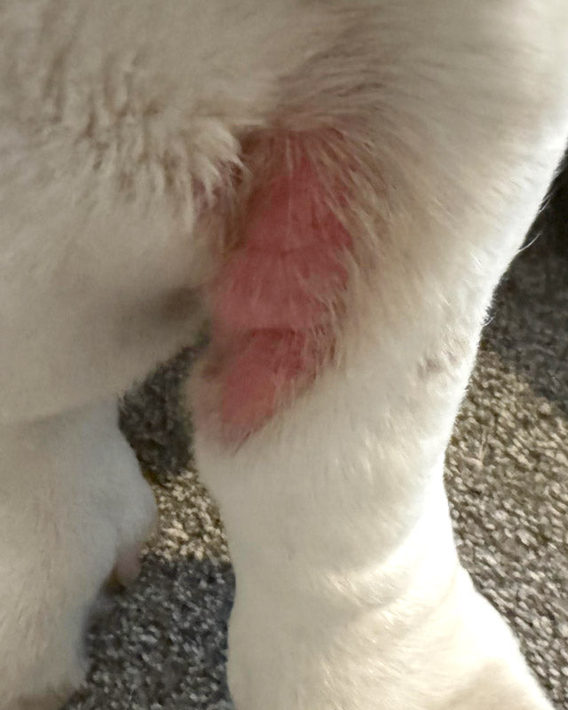 A close-up of an intertrigo patch with possible yeast infection in a basset hound's front armpit, showing a pink, irritated skin.