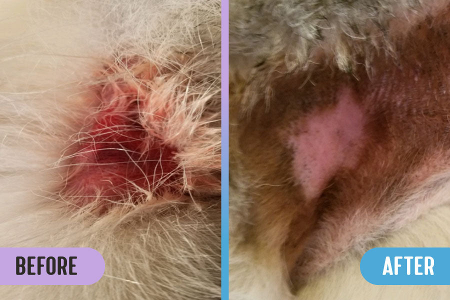 Before and after photos comparing a raw, red hot spot on a dog's groin with healing, pink skin and fur regrowth after treatment with RadiQuell Canine
