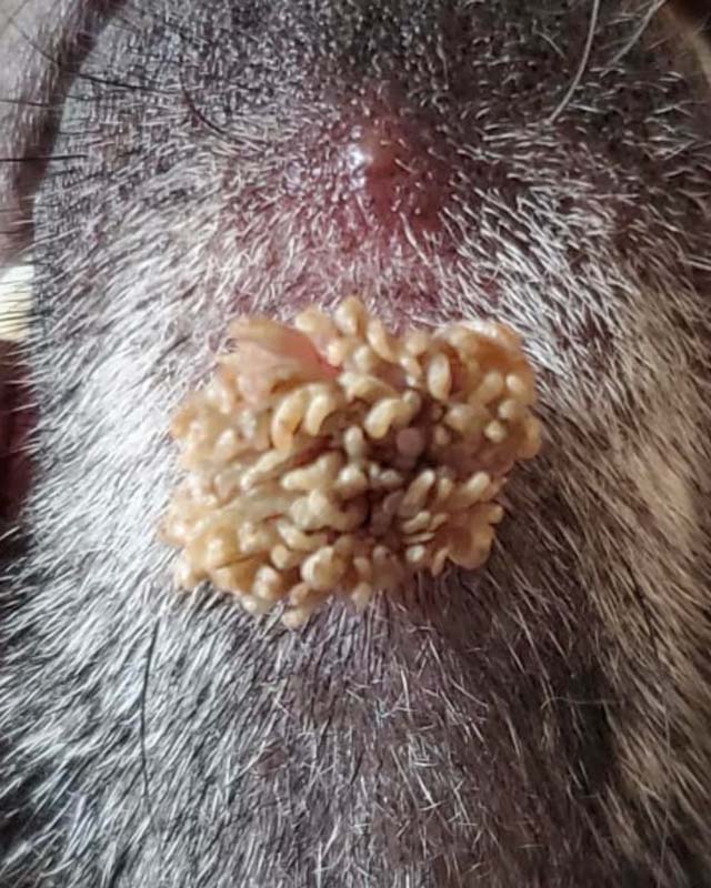 A close-up of the underside of a dog's chin with a large, yellow, sea-anemone-like wart and a pink pustule above it.