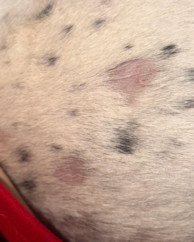 Close-up of a dog's hip with missing fur patches and pink, irritated skin due to skin allergies