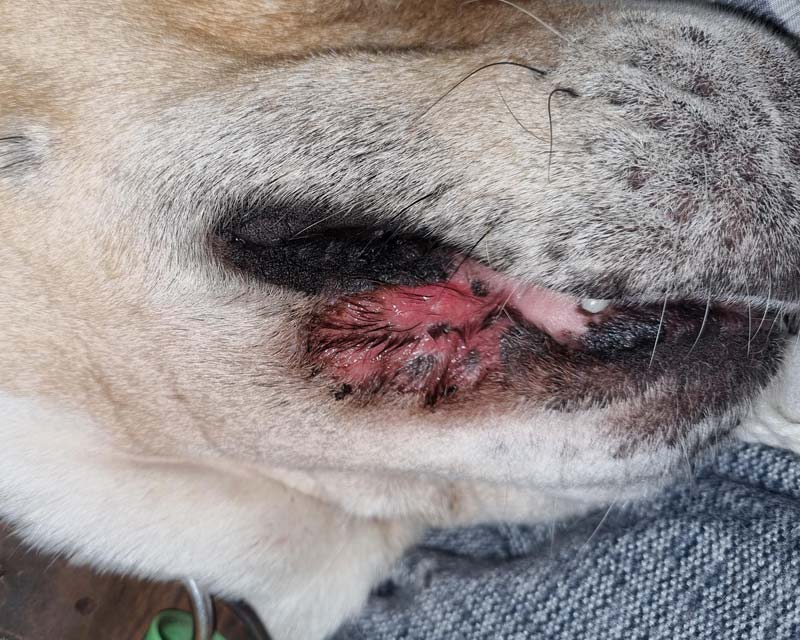 Close-up of a dog's muzzle showing lip fold dermatitis with red, inflamed lower lip and possible infection.