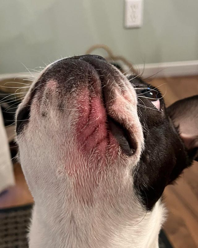 A Boston terrier looks up, showing lip fold dermatitis with redness and inflammation on the lower lip.