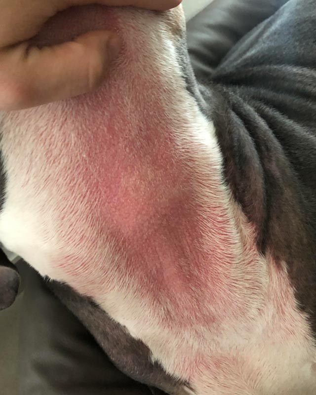A close-up of a Pit Bull Terrier's neck and chest, showing pink skin and thin fur due to yeast dermatitis. A hand is holding the dog's chin up to better see the area.