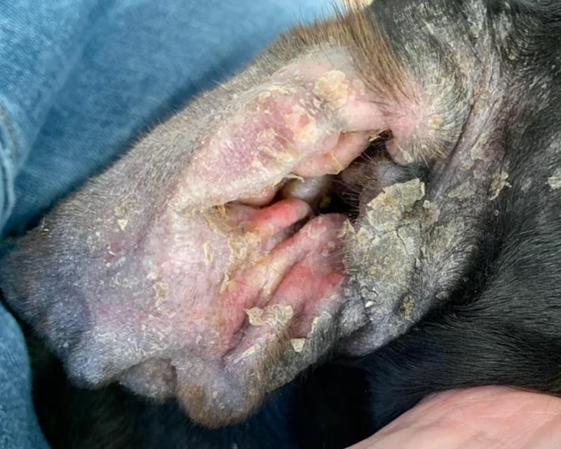 A close-up of a dachshund's inner ear showing severe skin irritation, redness, and heavy dry scaling due to Malassezia yeast otitis. There is blue denim fabric visible in the background.
