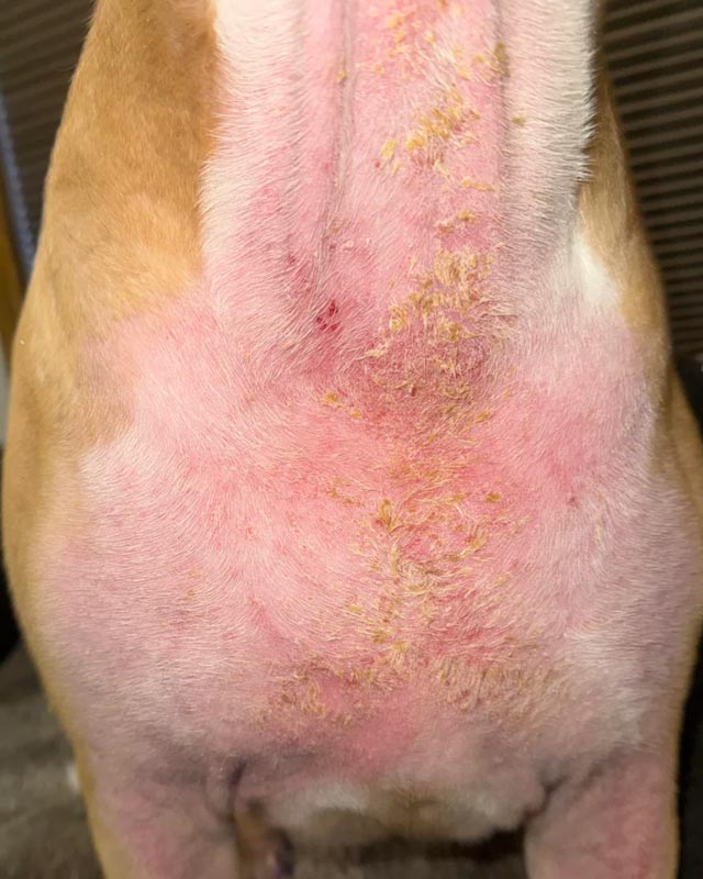 Malassezia yeast skin infection on a brown and white Pit Bull Terrier's throat, chest, and forelegs with general redness, scabs, and yellow, crusty skin flakes due to secondary seborrhea.