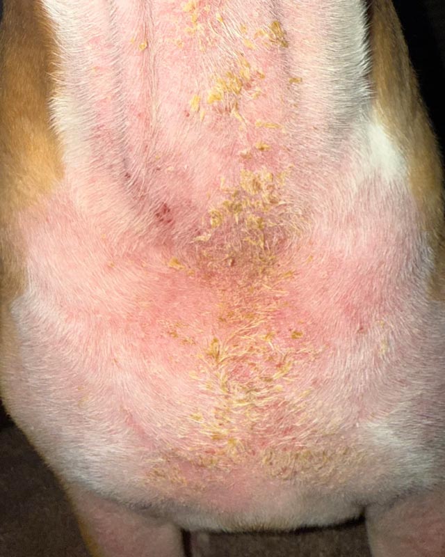 Malassezia yeast dermatitis on a Pit Bull Terrier's throat, chest, and forelegs with general redness, scabs, and yellow, crusty skin flakes due to secondary seborrhea.
