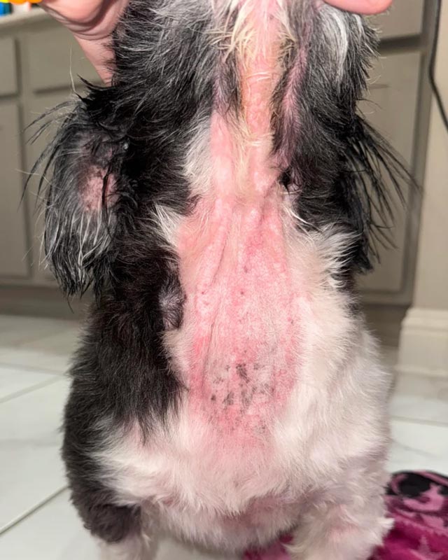 Malassezia yeast dermatitis on the neck and chest of a black and white Shih tzu standing in a bathroom. A hand holds the dog's head up to show scope of the infection.