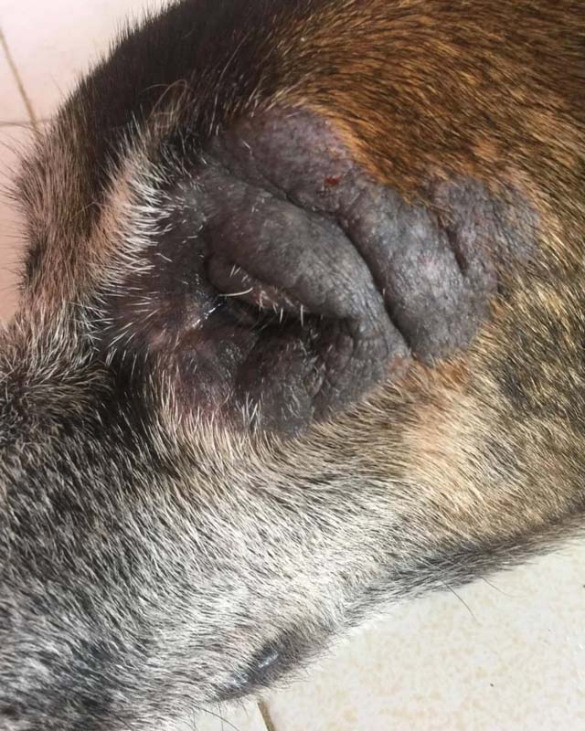 A close-up of a dog's head showing a dark, irritated patch on its forehead and around the eye area with leathery, black skin due to mange.