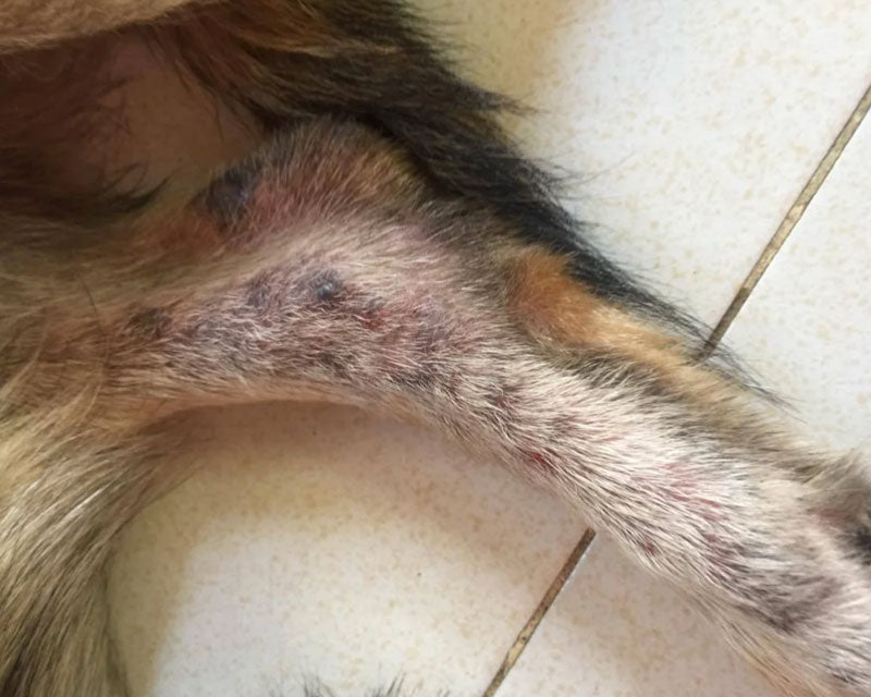 A close-up view of a Belgain Malinois' hind leg showing skin irritation, redness, and dark patches in the fur due to mange mites, resting on a tiled floor.