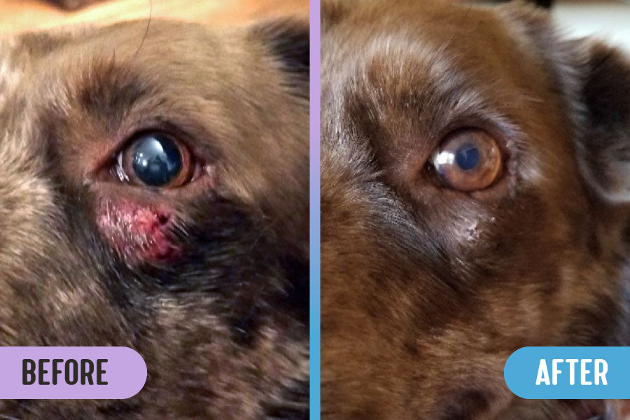 Before and after comparison of a wound under a dog's left eye, showing a red, bleeding scrape on the left and healed skin with regrown fur on the right