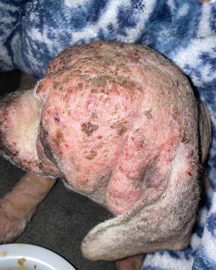 Closeup of dog's head with severe  demodectic or demodex mange, showing fur loss, severe inflammation, scabs, hyperpigmentation, and hardened skin