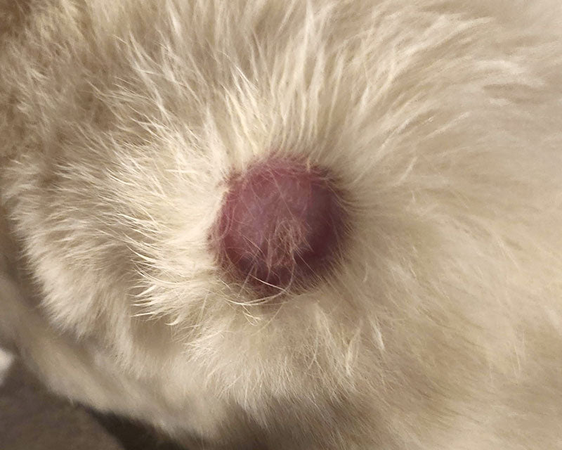 A red ring of fur loss with wispy hairs in the middle on the back of a dog with thick white fur, likely due to ringworm