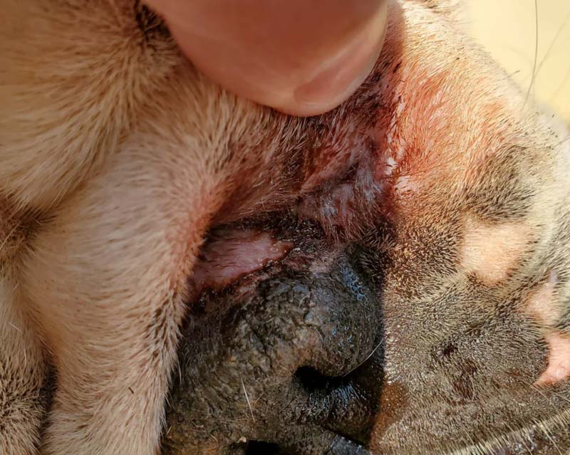 A close-up view of an English bulldog's face and nose area, showing a hand lifting the nasal fold to expose yeast dermatitis in the fold above the dog's nose, with pink, inflamed skin and brown-colored discharge.