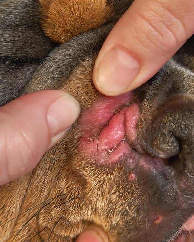 Close-up of a bulldog's nose, with fingers gently holding the nasal fold open to facial intertrigo, with pink, moist, irritated skin with possible yeast infection.