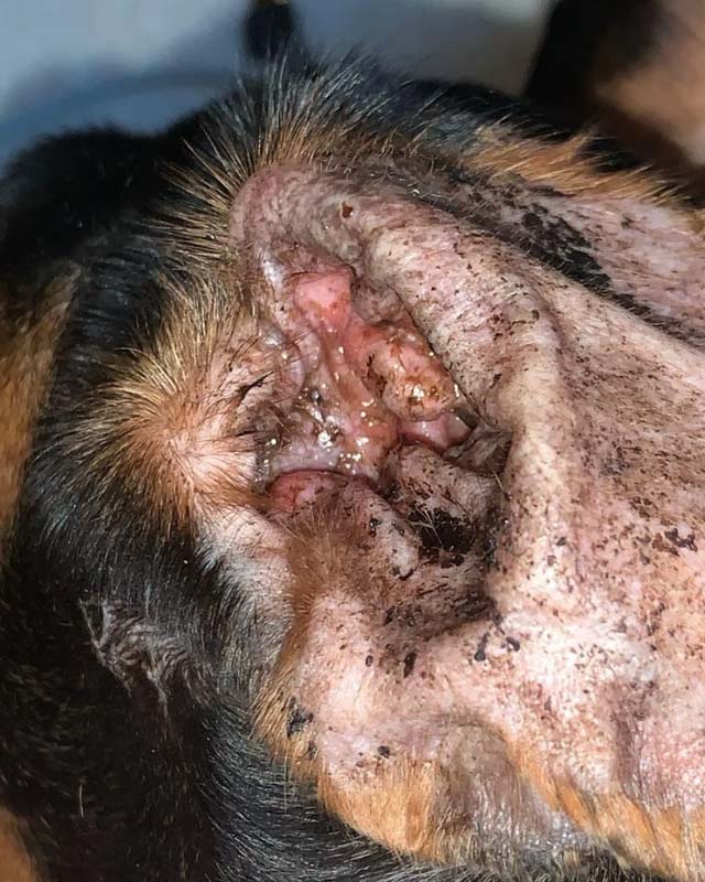 A close-up view of a dachshund's ear, showing a minor otic infection with redness, dark crusts and debris in the ear.