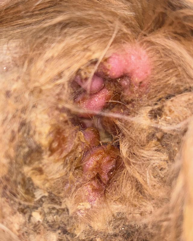 A close-up of an ear infection in a senior King Charles Spaniel, with redness, inflamed ear canals, and yellow discharge and crusts.