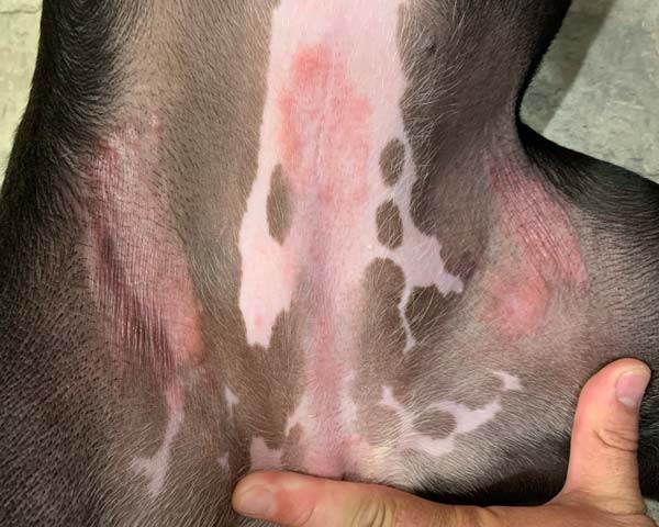 Red dermatitis rash on belly and inner hips of Pitbull dog caused by grass allergies