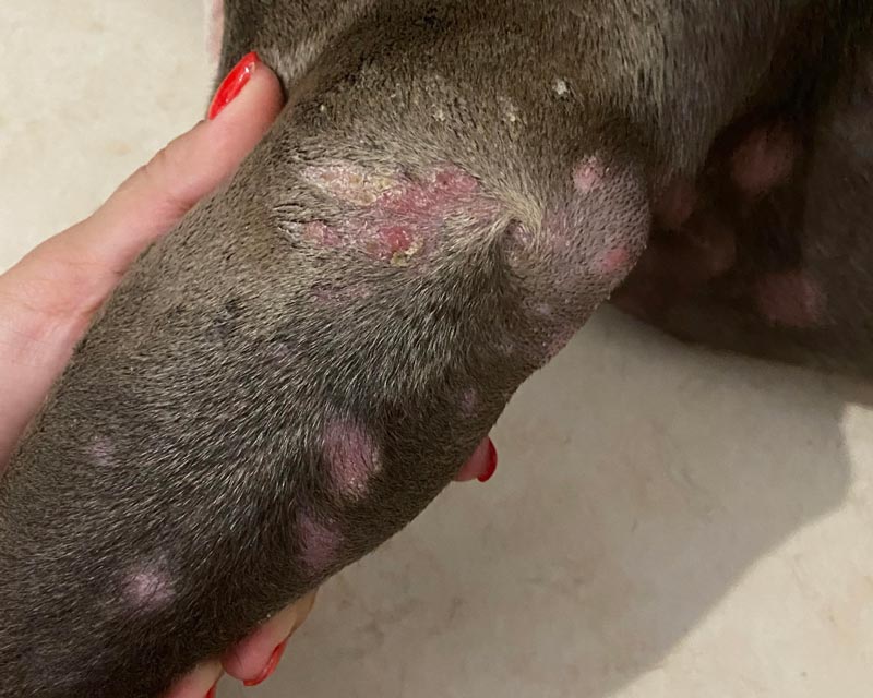 A close-up of a Pit Bull's foreleg and chest, showing pink patches of skin with missing fur and red sores and scabs in some places due to pyoderma. A hand is holding the dog's leg up for the photo.