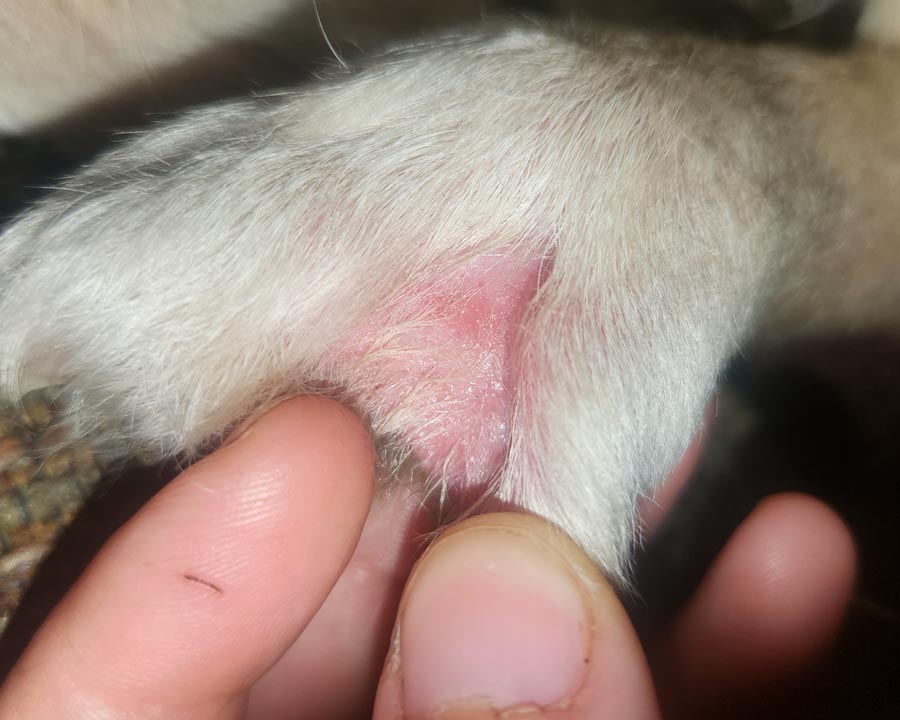 Close-up of a dog's paw with a visible hot spot, moist, pink skin, and missing fur being held by a person's fingers