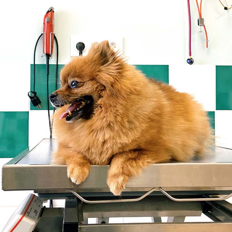Brown Pomeranian dog lying on veterinary examination table