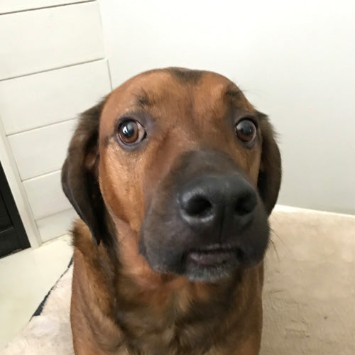 A close-up portrait of a brown Rhodesian Ridgeback dog with a black muzzle and dark eyes, sitting indoors against a light-colored wall and floor.
