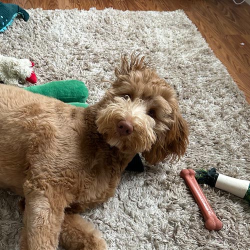 A fluffy light brown Bernie-doodle dog lies on a beige shag rug indoors, with a bone-shaped toy and other pet toys nearby on a wood floor.